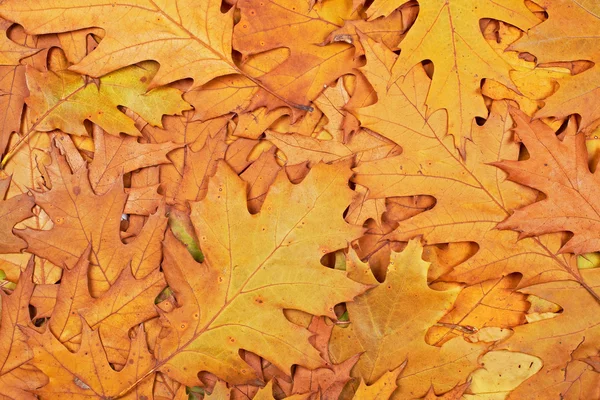 Bunte Herbst Hintergrund — Stockfoto