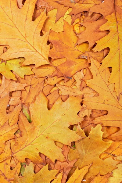 Kleurrijke herfst achtergrond — Stockfoto