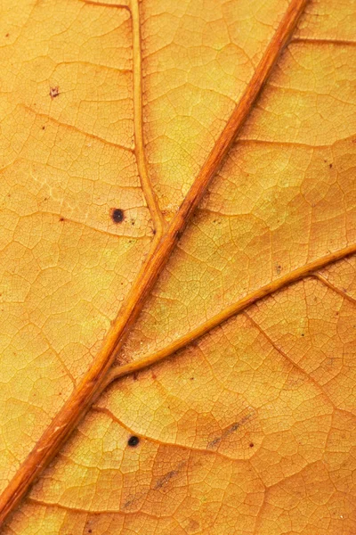 stock image Leaf background