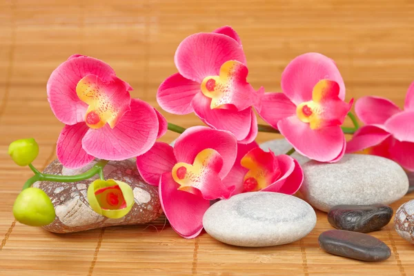 Steine und Blumen — Stockfoto