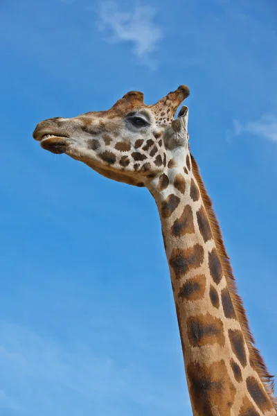 Giraffe портрет — стокове фото