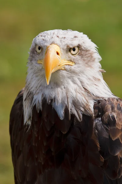 Águila calva americana —  Fotos de Stock