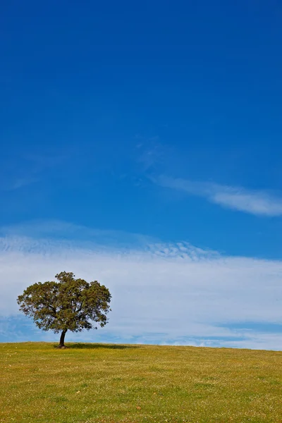 Solitary tree on blue sky — Stock Photo, Image