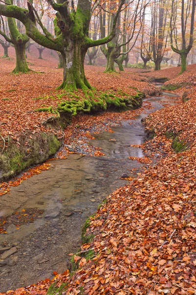 Colores en temporada de otoño —  Fotos de Stock