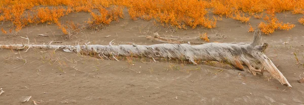 Піщані дюни в яшма озеро — стокове фото