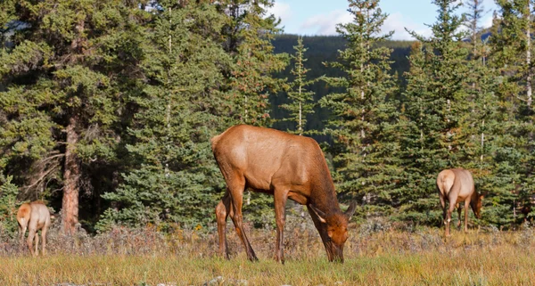 Elks 여성 방목 — 스톡 사진