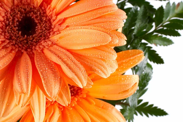 Gedeeltelijke weergave van een daisy — Stockfoto