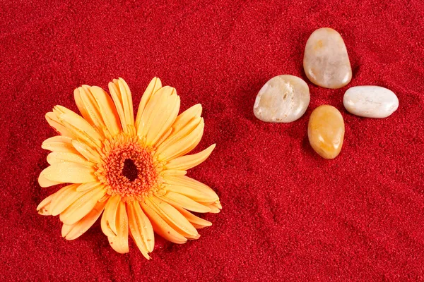 Gänseblümchen und vier Steine im Sand — Stockfoto