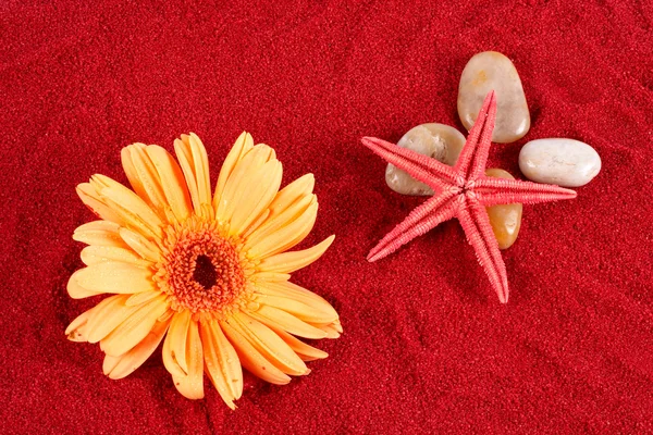 Daisy och sjöstjärnor över fyra stenar på sanden — Stockfoto