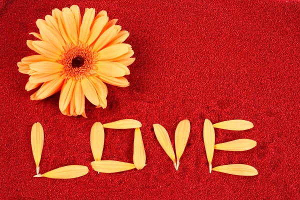 Daisy and the word love — Stock Photo, Image