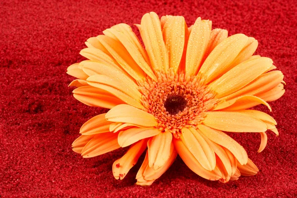 Daisy on the red sand — Stock Photo, Image