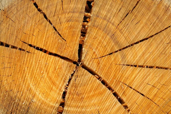 Δαχτυλίδια δέντρων — Φωτογραφία Αρχείου