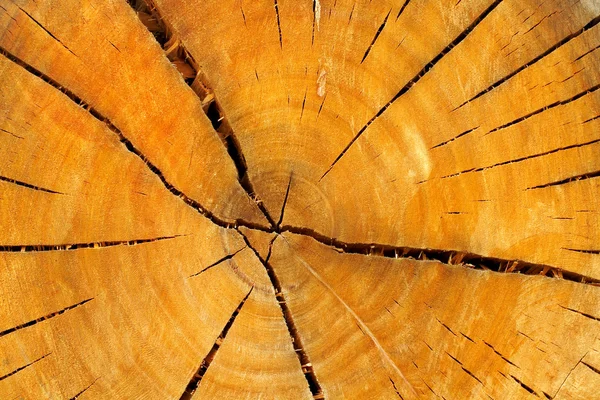 Tree rings — Stock Photo, Image