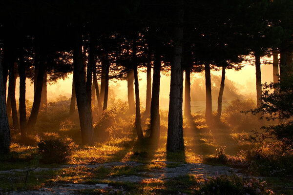 Awakening of day in summer