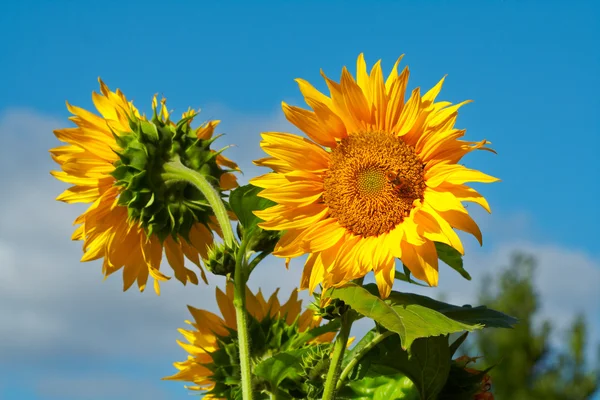Twee zonnebloemen — Stockfoto