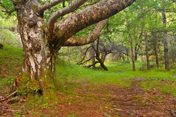 A través del bosque — Foto de Stock