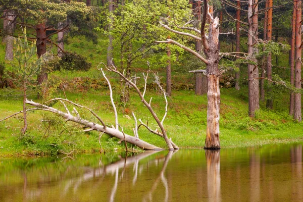 Alte Bäume spiegeln sich im Fluss wider — Stockfoto