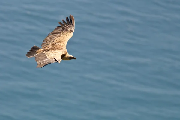 stock image Vulture in flight