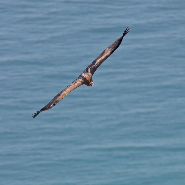 Avvoltoio in volo — Foto Stock