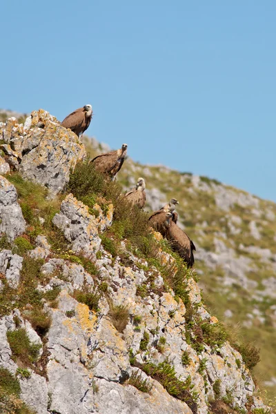 Des vautours sur les rochers — Photo