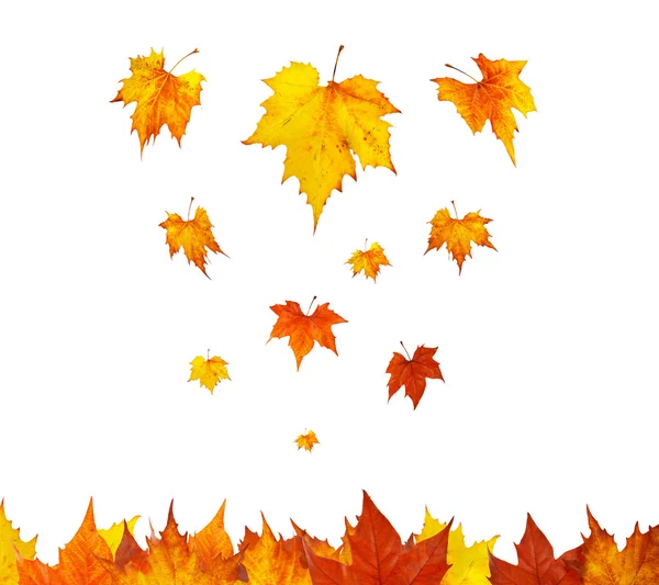 Some maple leaves falling — Stock Photo, Image