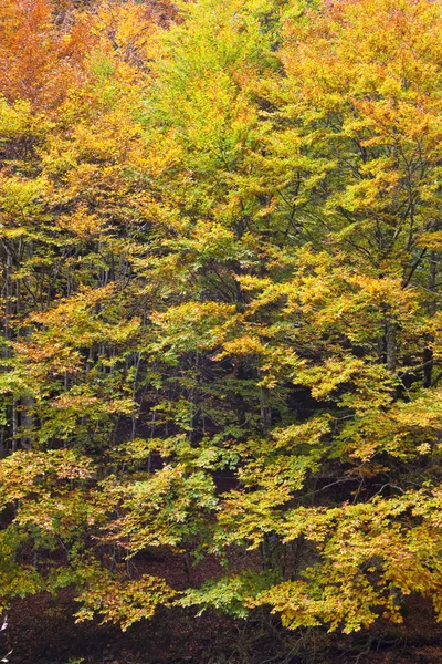 Осенние цвета Стоковое Изображение