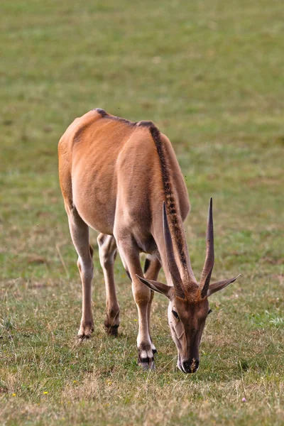 Jávorantilop, taurotragus oryx Stock Fotó