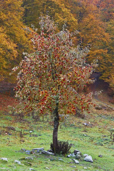 Őszi színek az erdőben Stock Kép