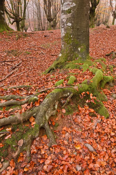 秋の色 ロイヤリティフリーのストック写真