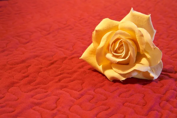 Üzerinde kırmızı zemin çiçek Stok Fotoğraf