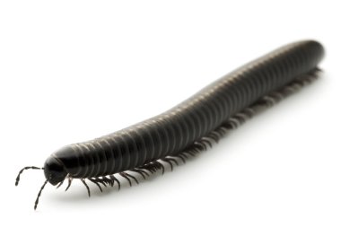 Animal millipede isolated clipart