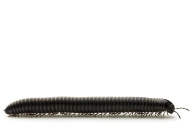 Animal millipede isolated clipart