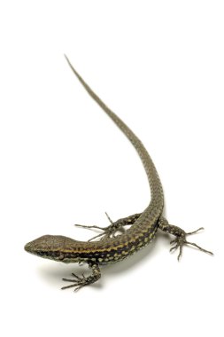 Lizard isolated on white background clipart