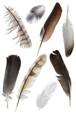 Feather clipart