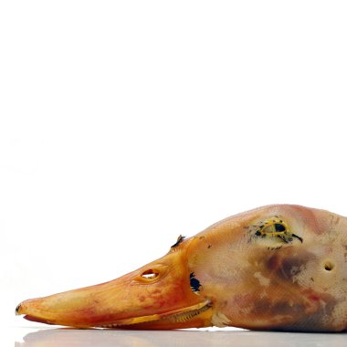 Dead duck's head clipart