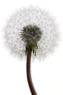 Dandelion clipart