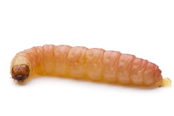 Обыкновенный червь — стоковое фото