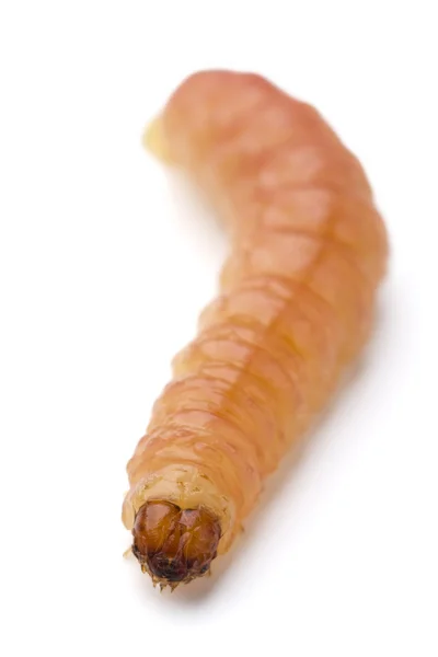 stock image Common Worm