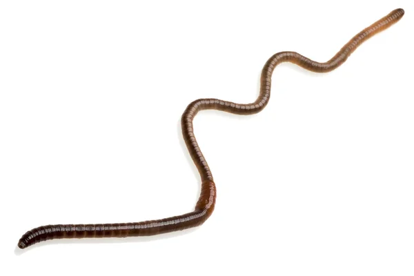 Close up of earthworm isolated — Stock Photo, Image
