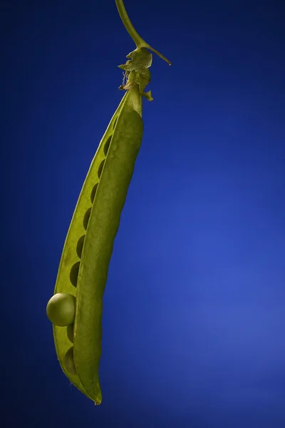 Closeup de legumes de ervilha — Fotografia de Stock