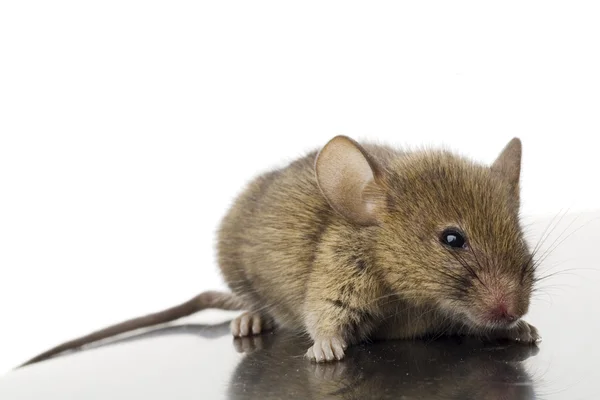 El ratón — Foto de Stock