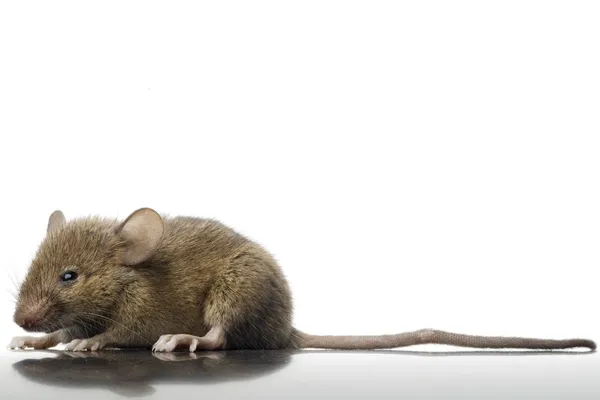 El ratón — Foto de Stock