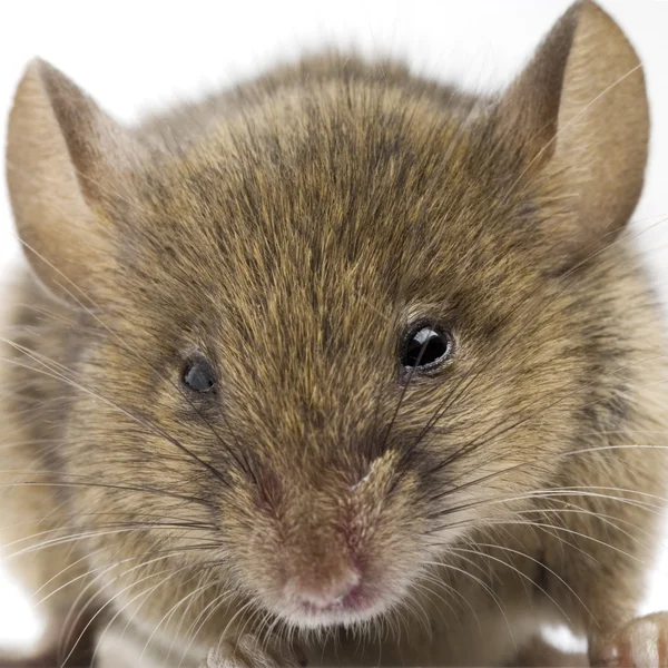 O rato — Fotografia de Stock