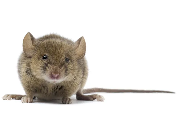 De muis — Stockfoto