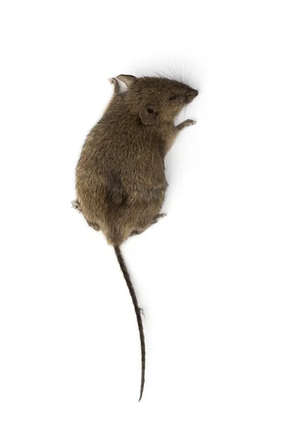 El ratón —  Fotos de Stock