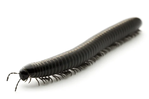 Animal millipede isolated — Stock Photo, Image