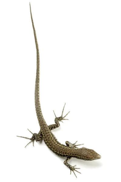 Lizard isolated on white background — Stock Photo, Image