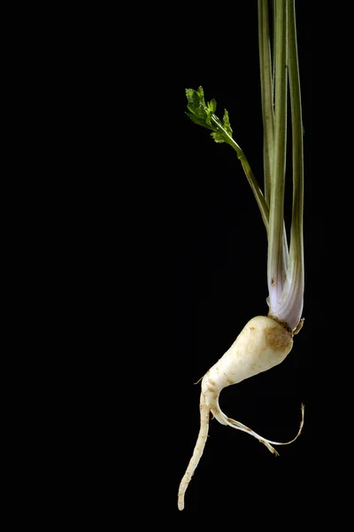 İzole horseradish — Stok fotoğraf