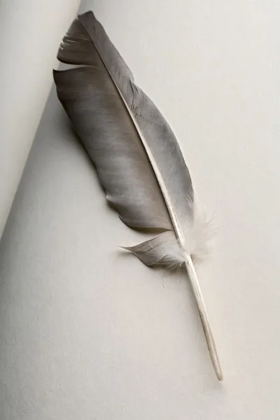 Πένα φτερό — Φωτογραφία Αρχείου