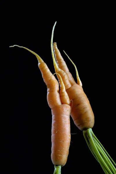 Cenouras — Fotografia de Stock